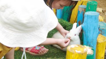 Wonder Farm Zoo – Thỏa sức đam mê tìm hiểu động vật của trẻ nhỏ