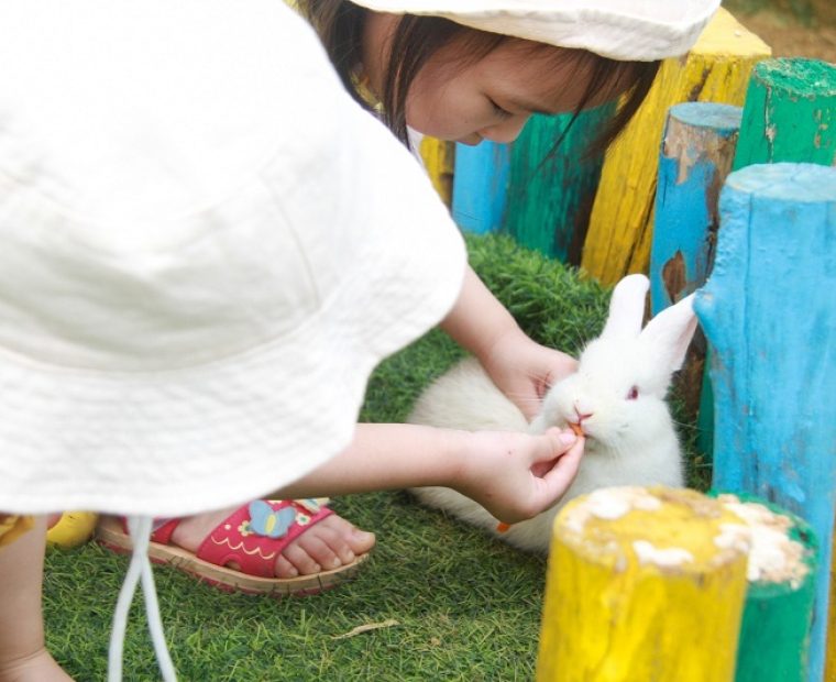 wonder-farm-zoo