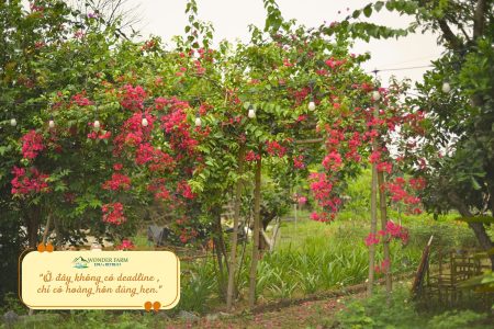 Wonder Farm Ba Vì: Heritage & Retreat: “Ở đây không có deadline – chỉ có hoàng hôn đúng hẹn.”